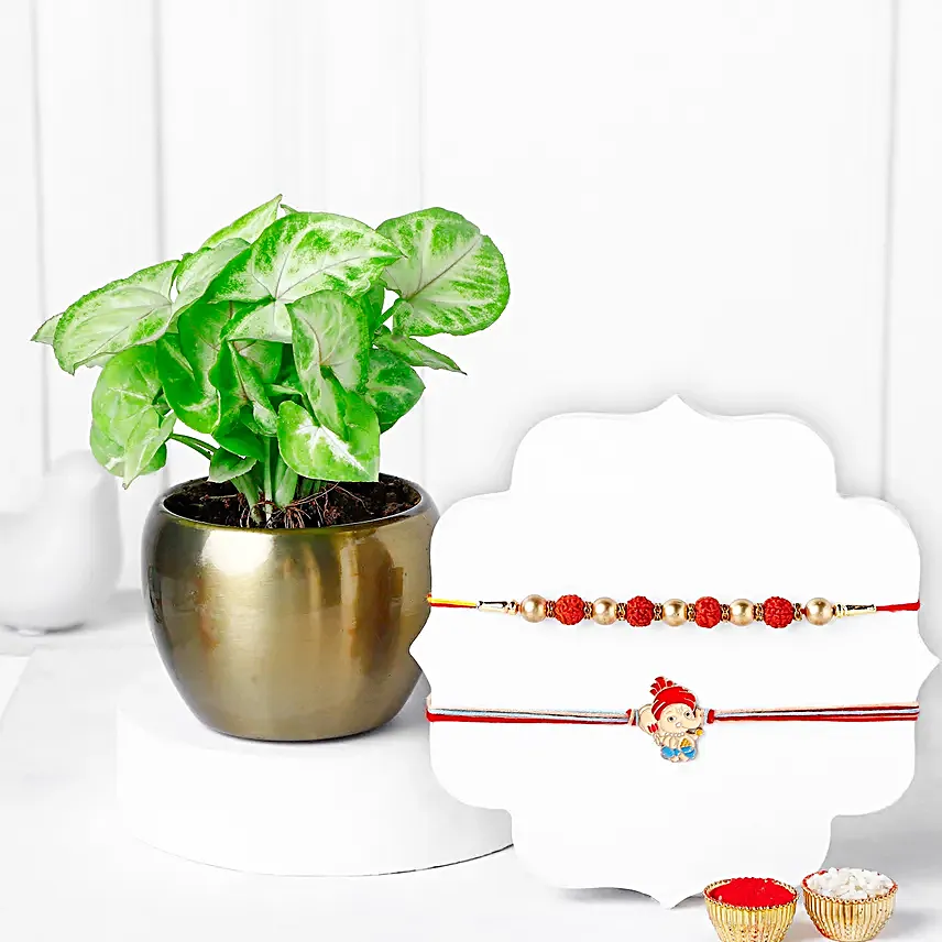 Rakhi Set  Jade Plant Blessing