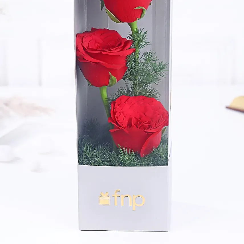 Red Rose Radiance