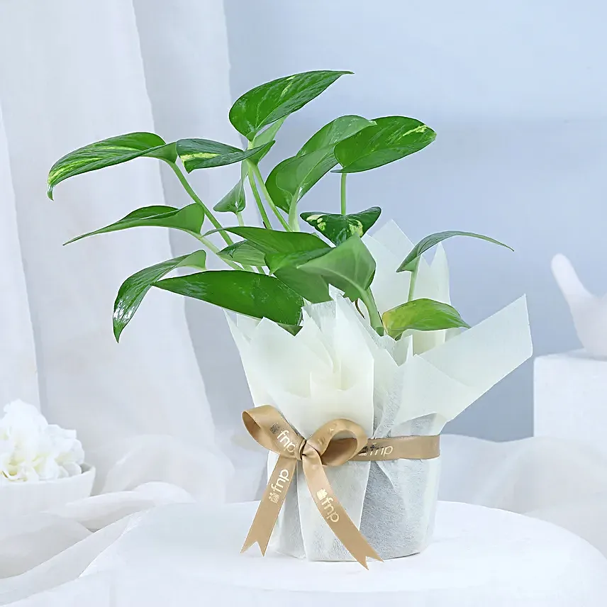 Rich Chocolates and Money Tree Medley