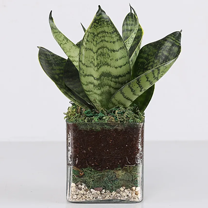 Online  MILT Glass Terrarium