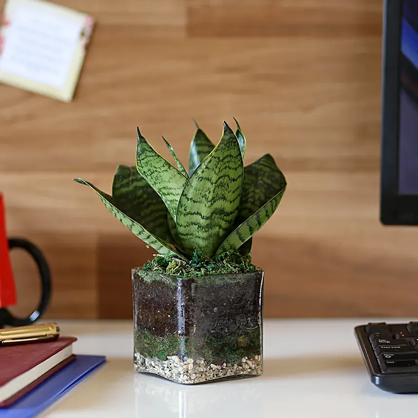 Online  MILT Glass Terrarium