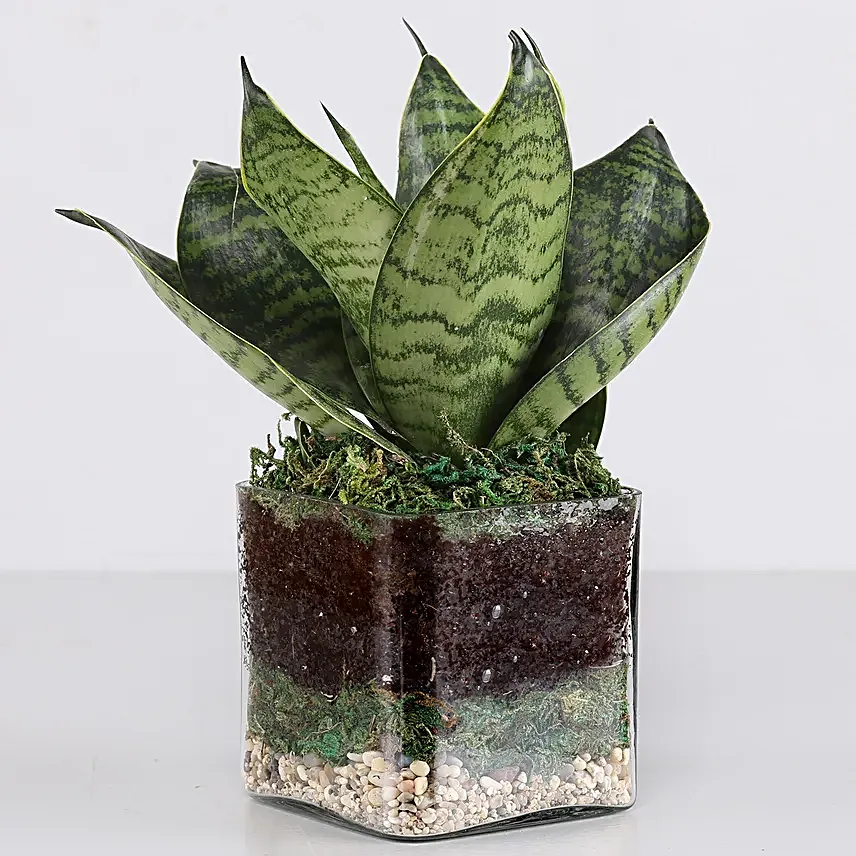 Online  MILT Glass Terrarium