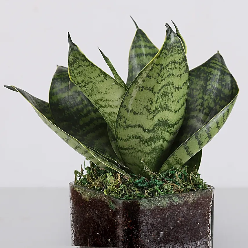 Online  MILT Glass Terrarium