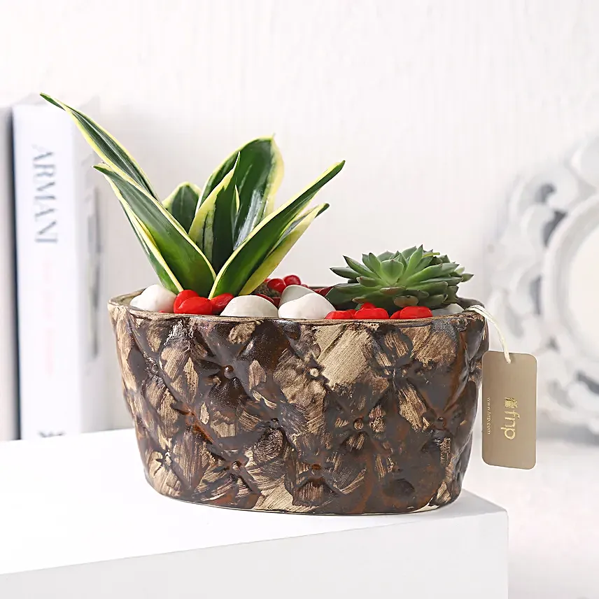 Sanseveria N Echeveria in Ship Planter