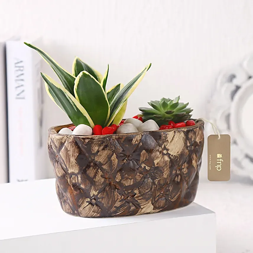Sanseveria N Echeveria in Ship Planter