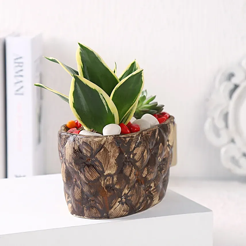 Sanseveria N Echeveria in Ship Planter