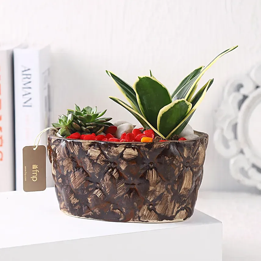Sanseveria N Echeveria in Ship Planter