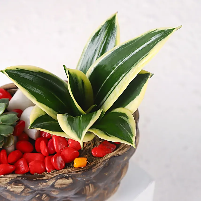 Sanseveria N Echeveria in Ship Planter