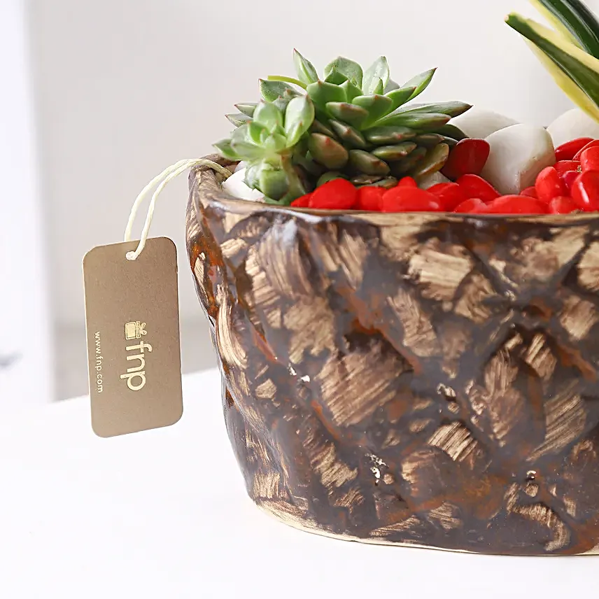 Sanseveria N Echeveria in Ship Planter
