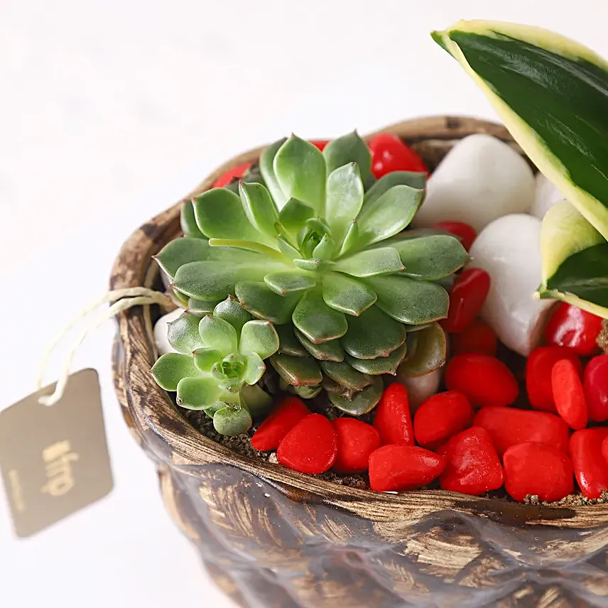 Sanseveria N Echeveria in Ship Planter