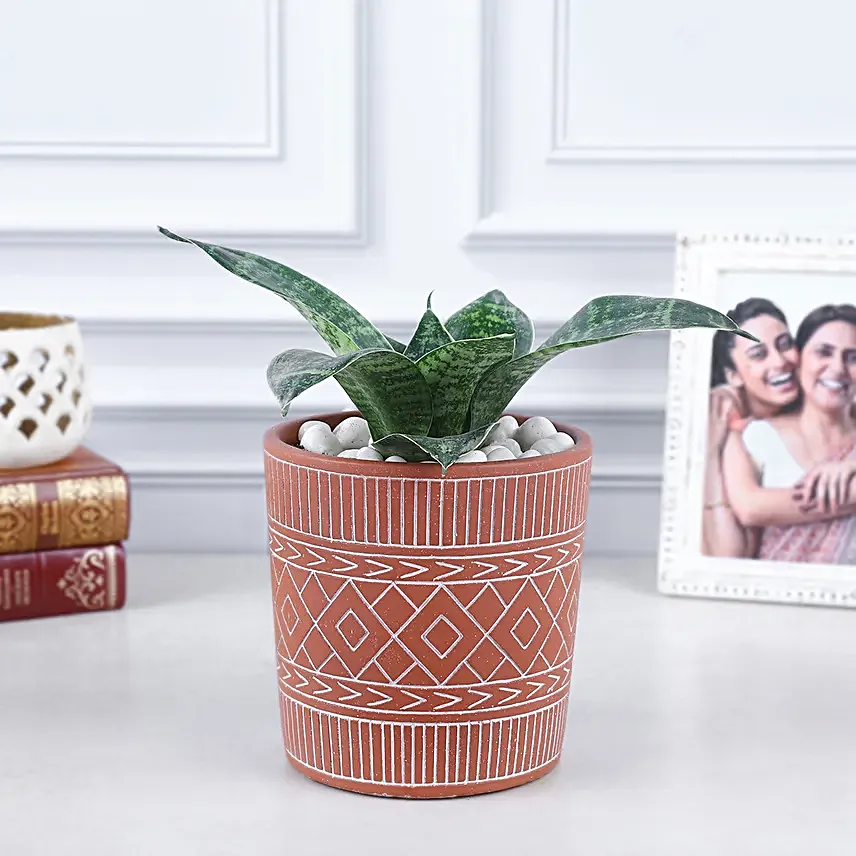 Sansevieria Black Dragon Harmony