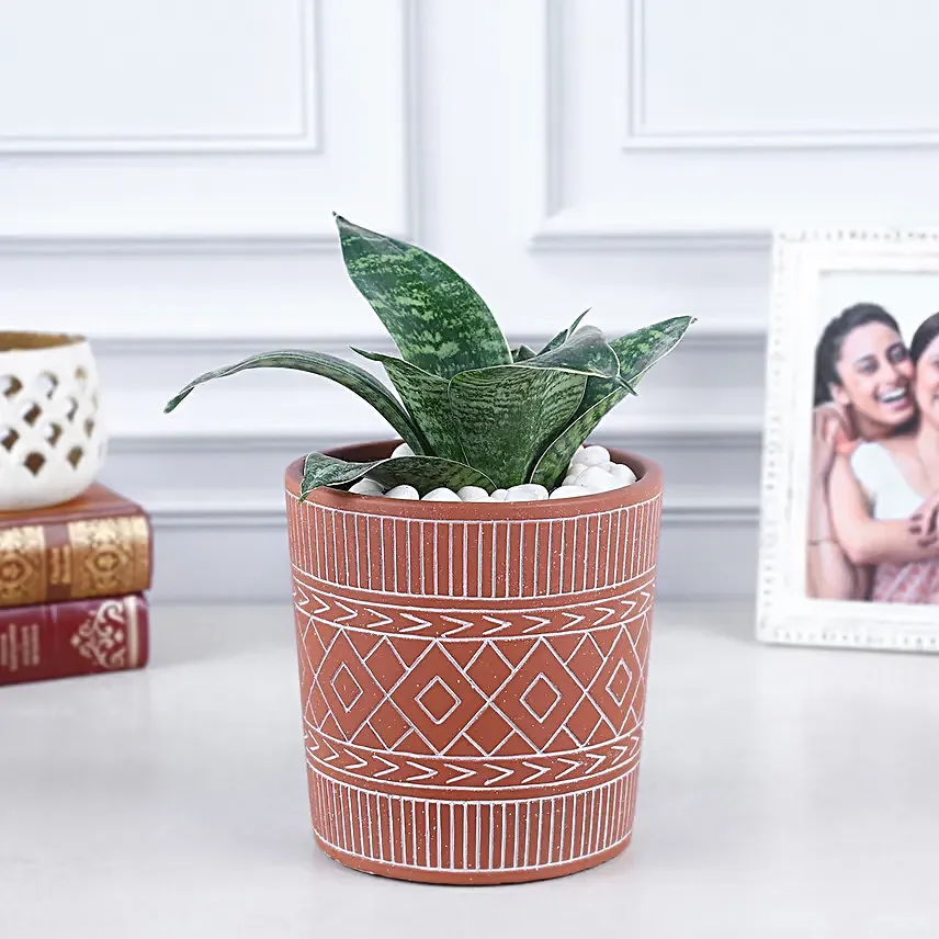 Sansevieria Black Dragon Harmony