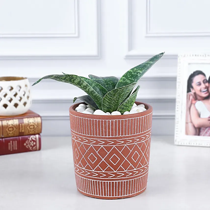 Sansevieria Black Dragon Harmony