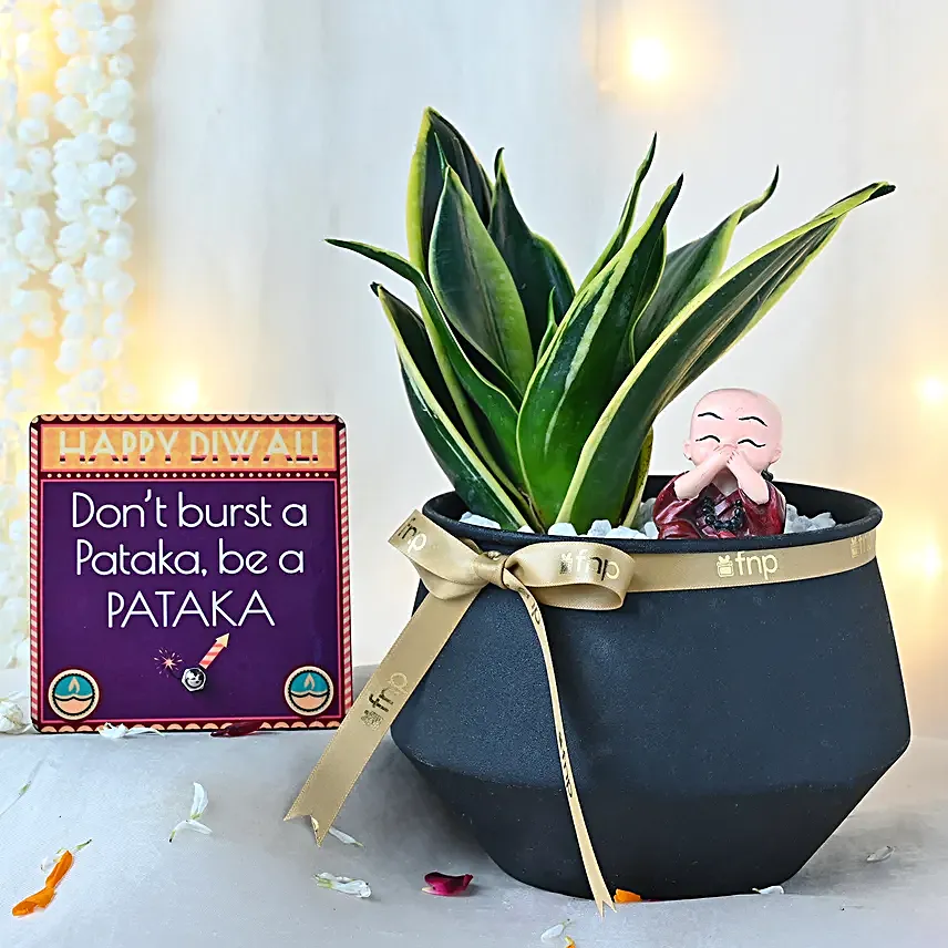 Sansevieria Blessings Ensemble