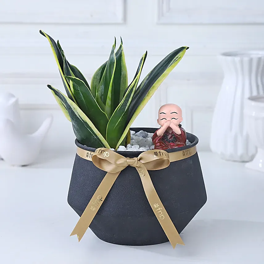 Sansevieria Blessings Ensemble