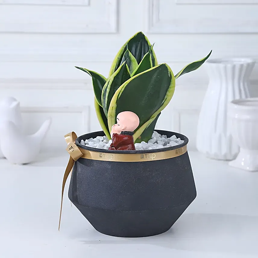 Sansevieria Blessings Ensemble