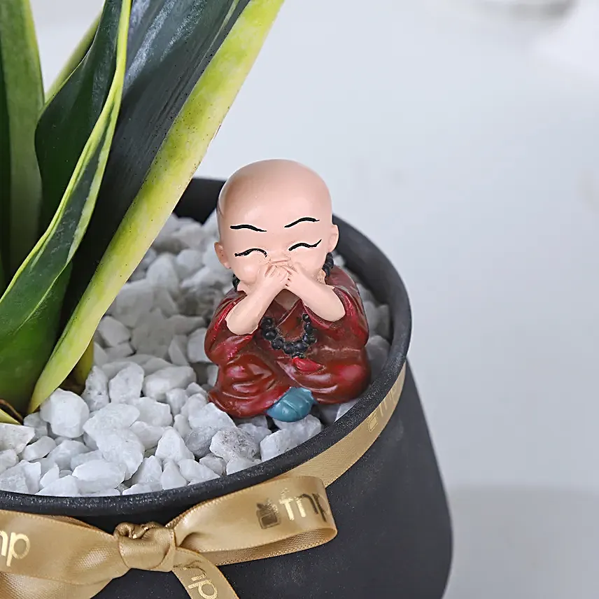 Sansevieria Blessings Ensemble