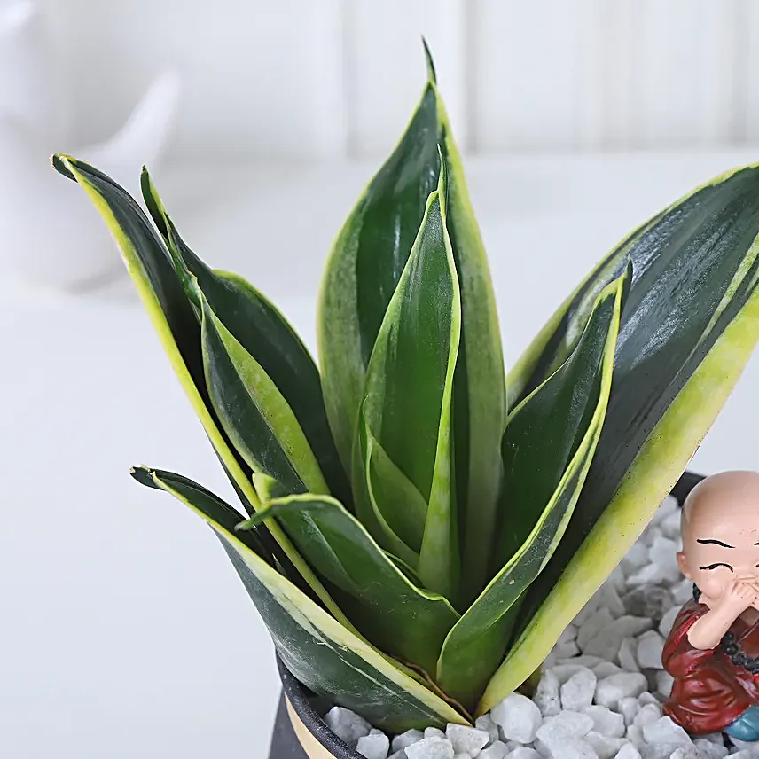 Sansevieria Blessings Ensemble
