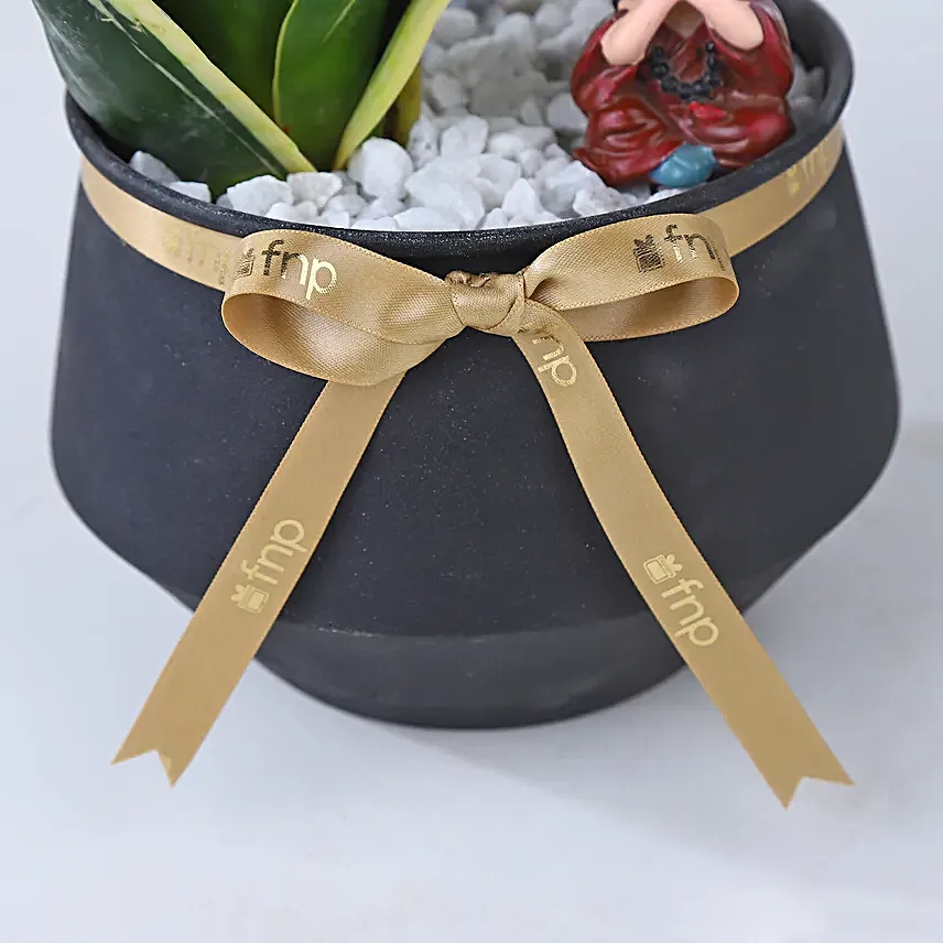 Sansevieria Blessings Ensemble