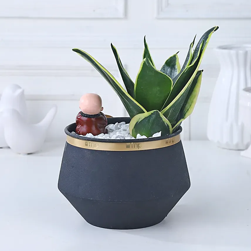 Sansevieria Blessings Ensemble