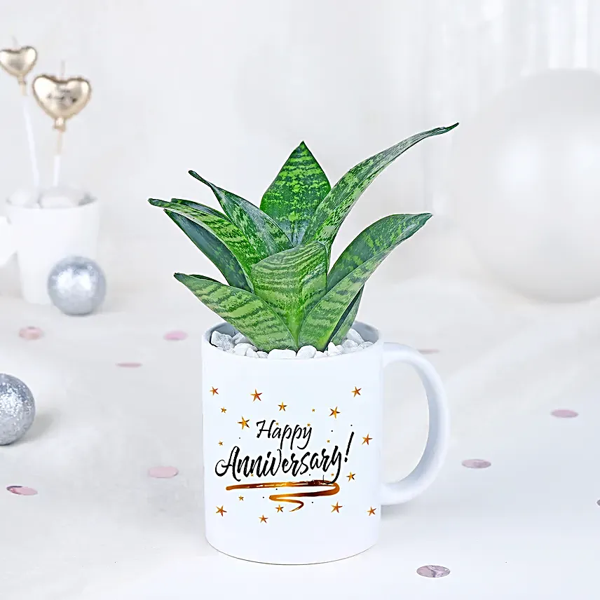 Sansevieria Celebration Oasis