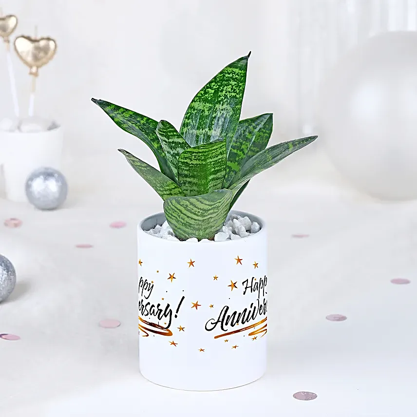 Sansevieria Celebration Oasis
