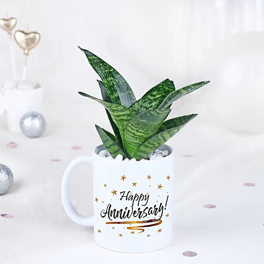 Sansevieria Celebration Oasis
