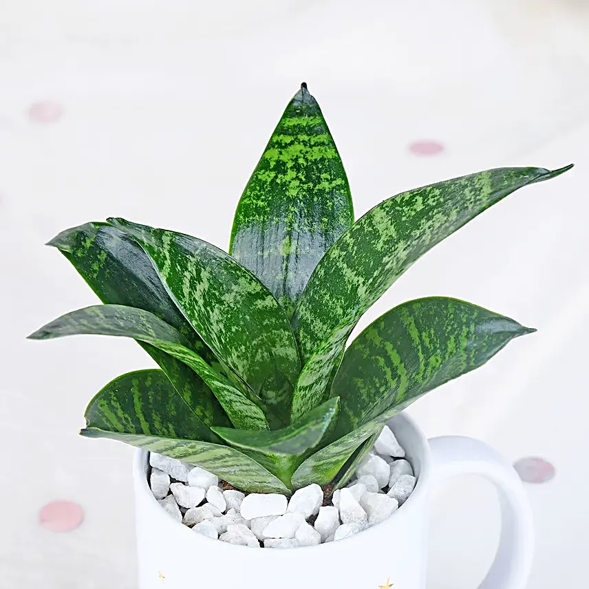 Sansevieria Celebration Oasis