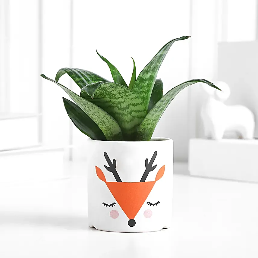 Sansevieria Forest Charm