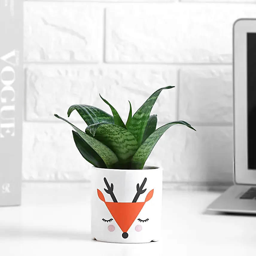 Sansevieria Forest Charm