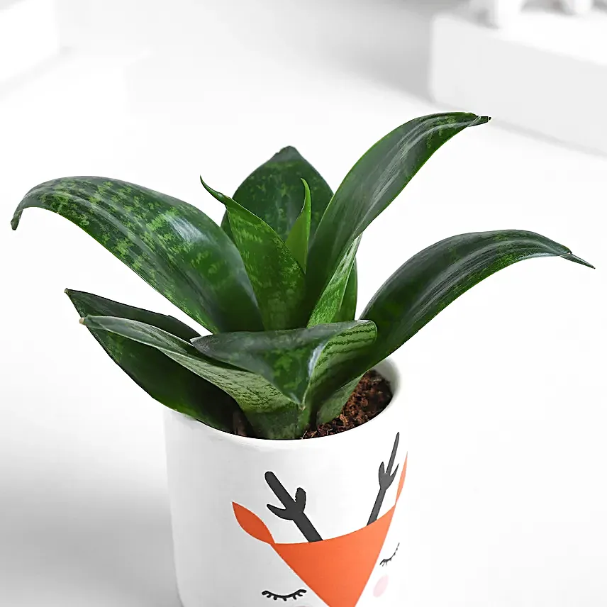 Sansevieria Forest Charm