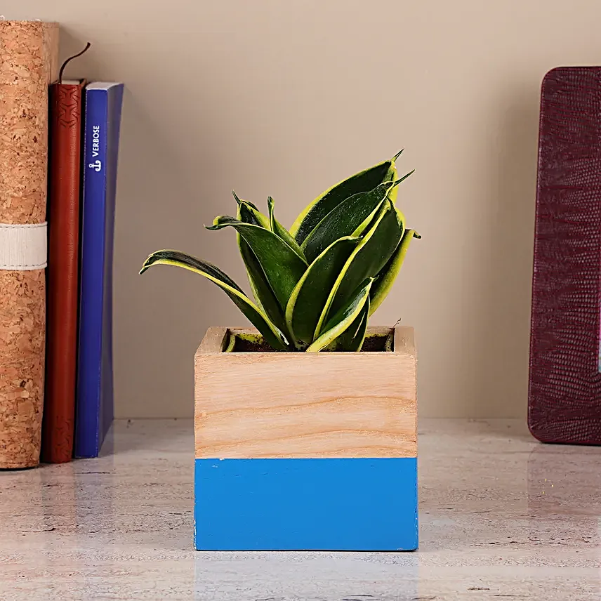 Sansevieria Plant In Two Toned Mango Wood Pot