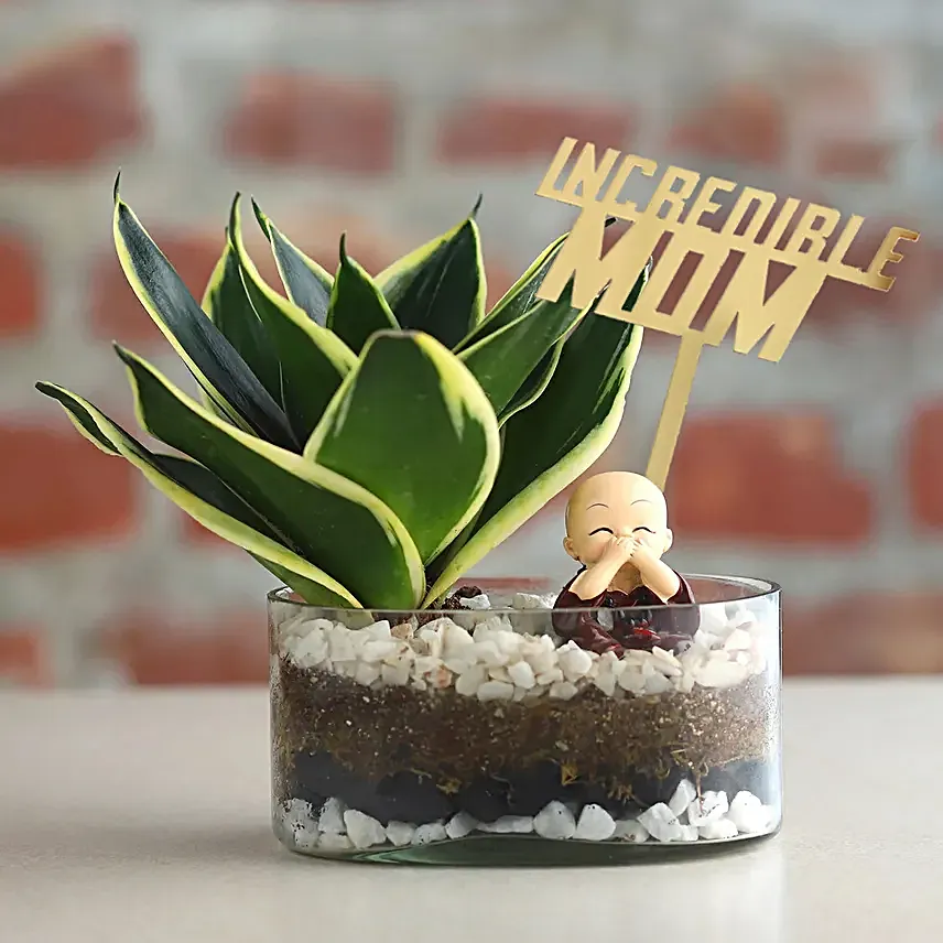 Sansevieria Serenity for Mom
