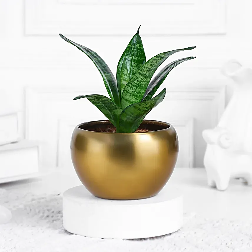 Sansevieria Snake Plant In Aesthetic Pot
