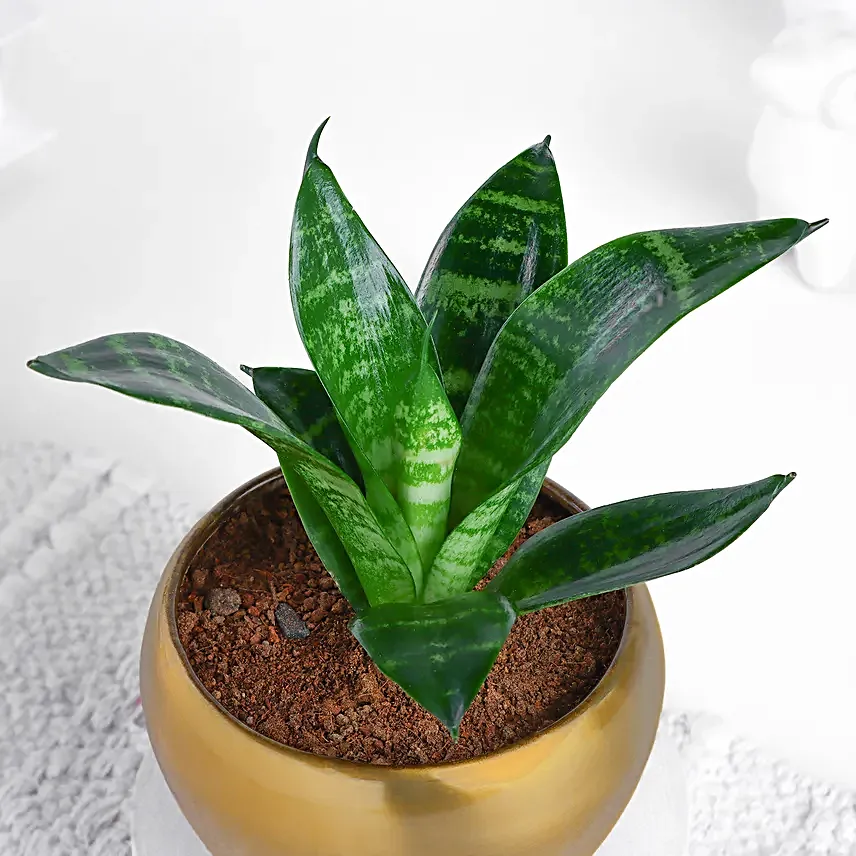 Sansevieria Snake Plant In Aesthetic Pot