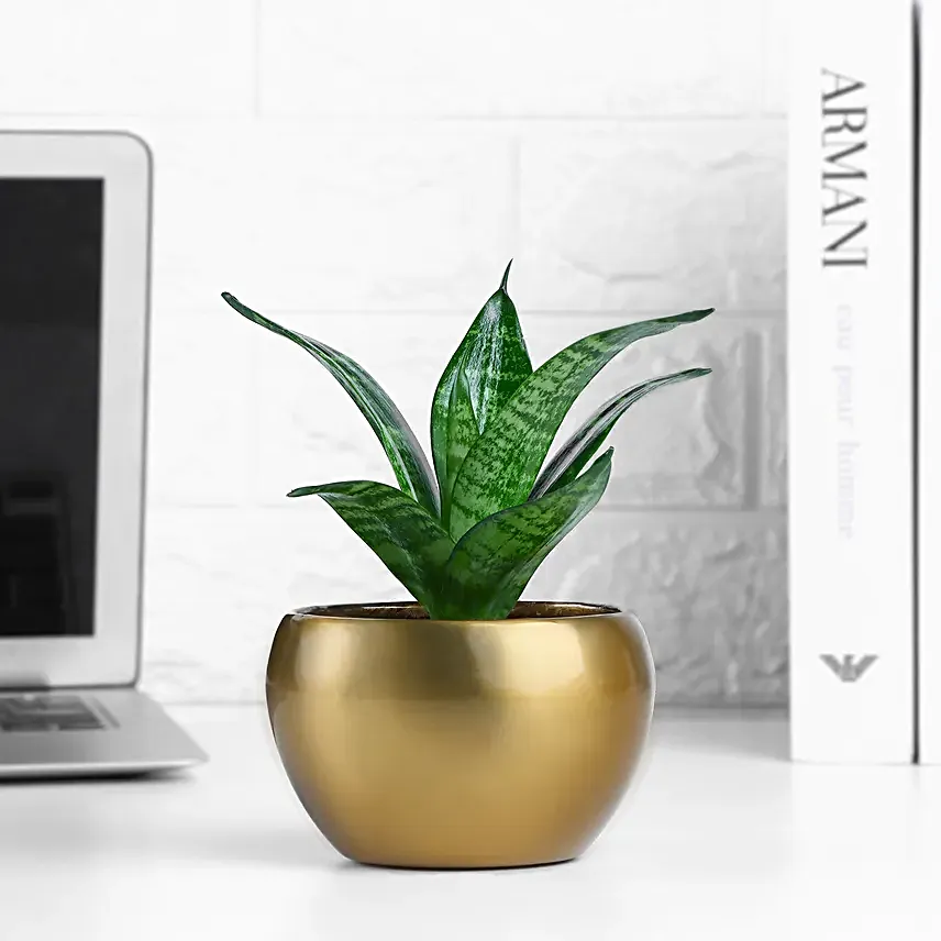 Sansevieria Snake Plant In Aesthetic Pot