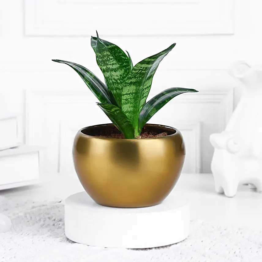 Sansevieria Snake Plant In Aesthetic Pot