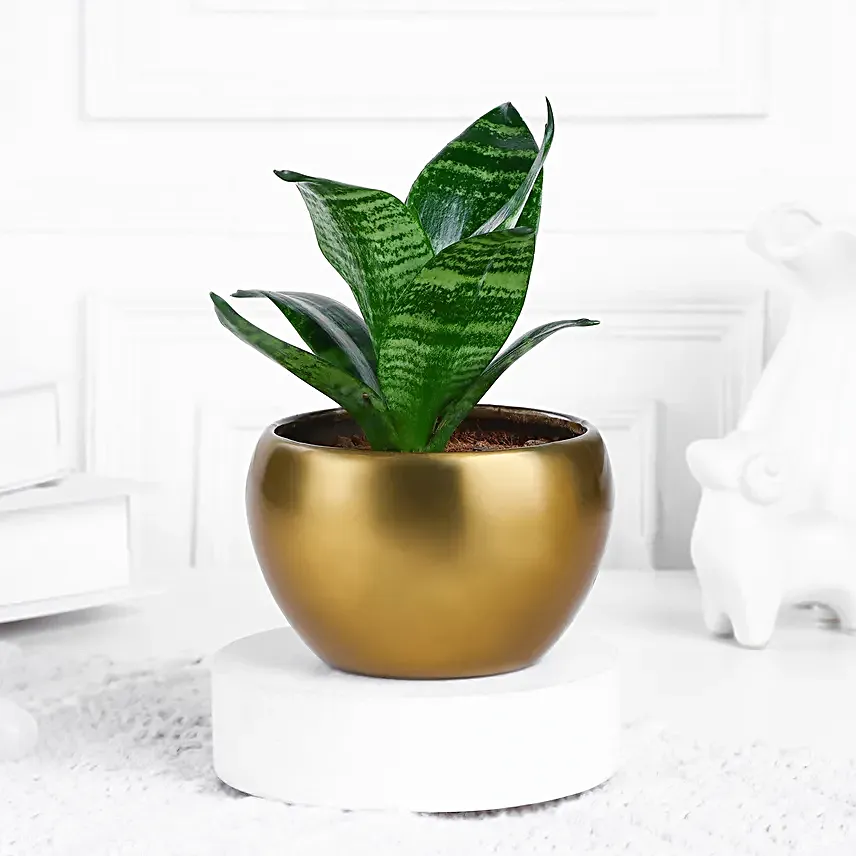 Sansevieria Snake Plant In Aesthetic Pot