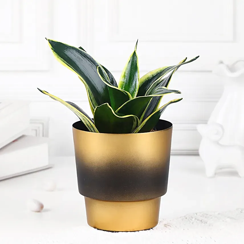 Sansevieria Snake Plant
