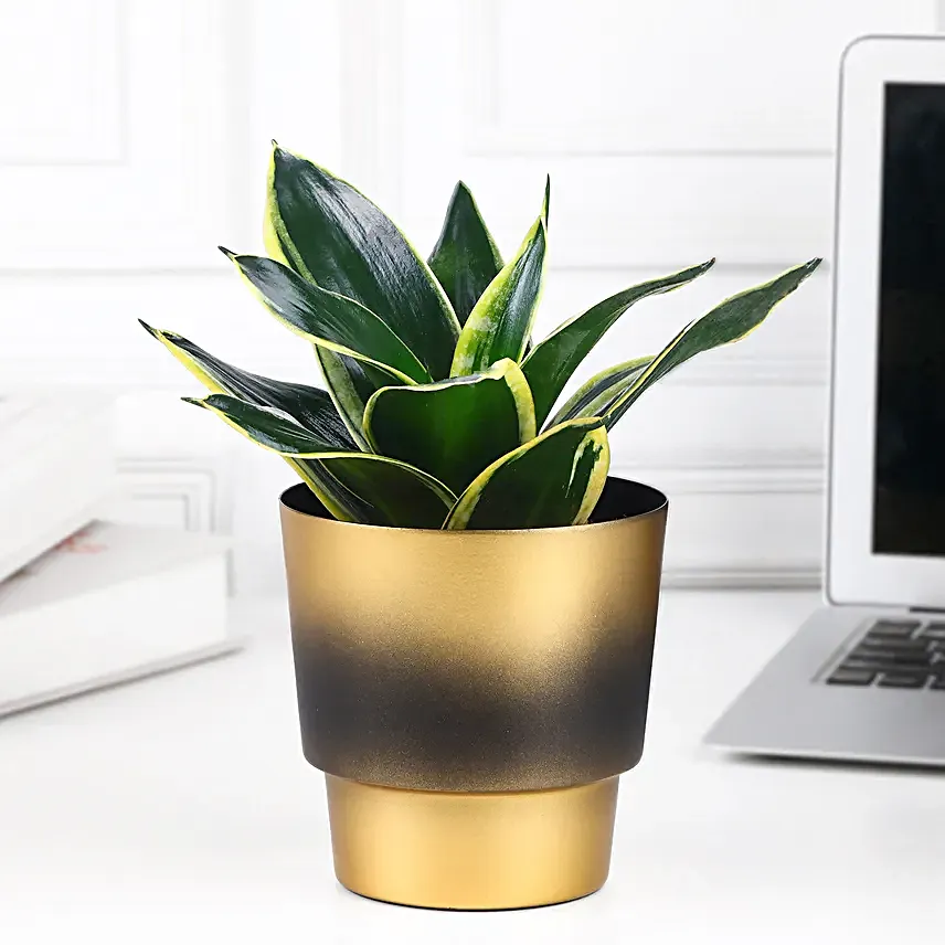 Sansevieria Snake Plant