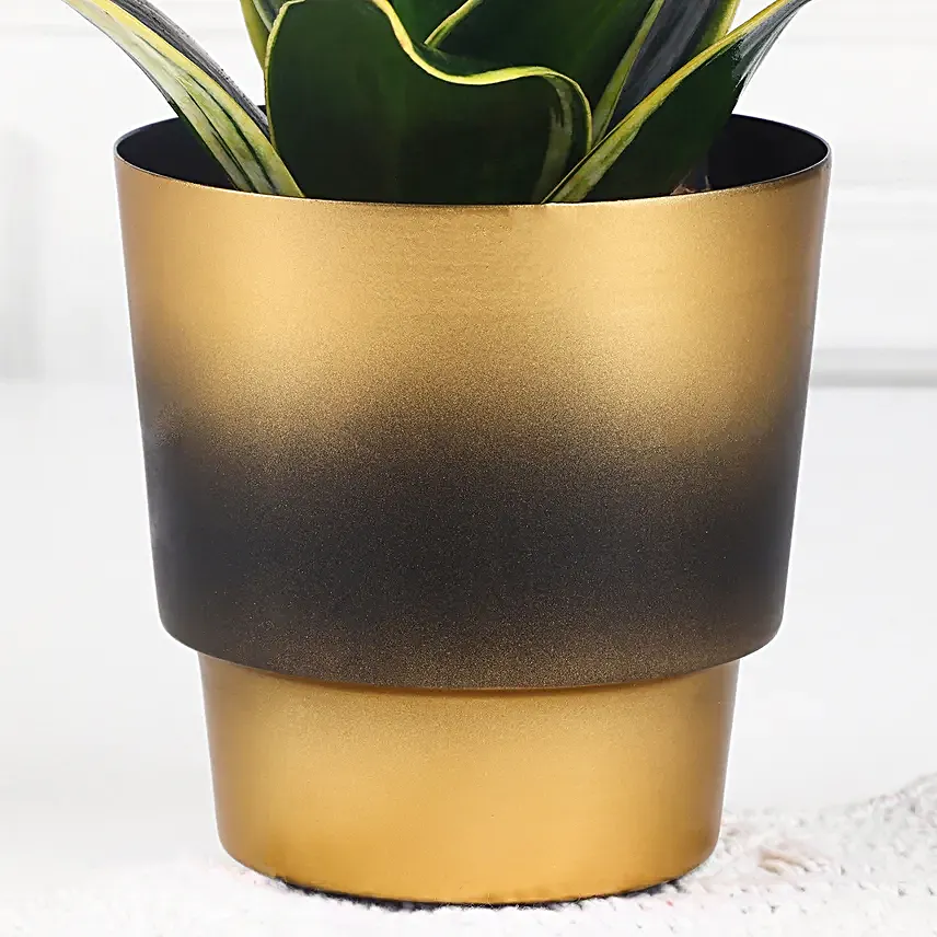 Sansevieria Snake Plant