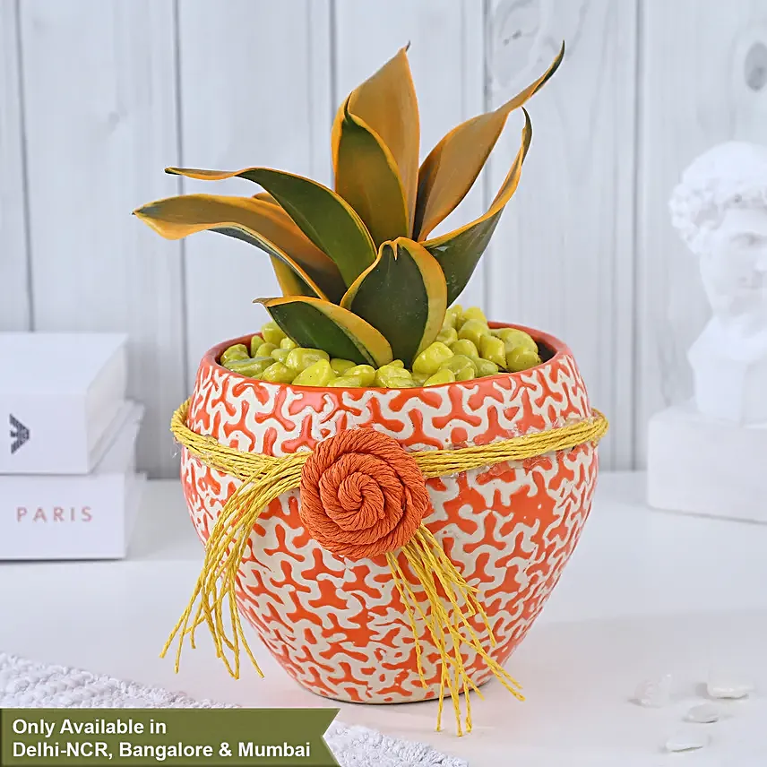 Sansevieria Sunshine Fusion Bloom