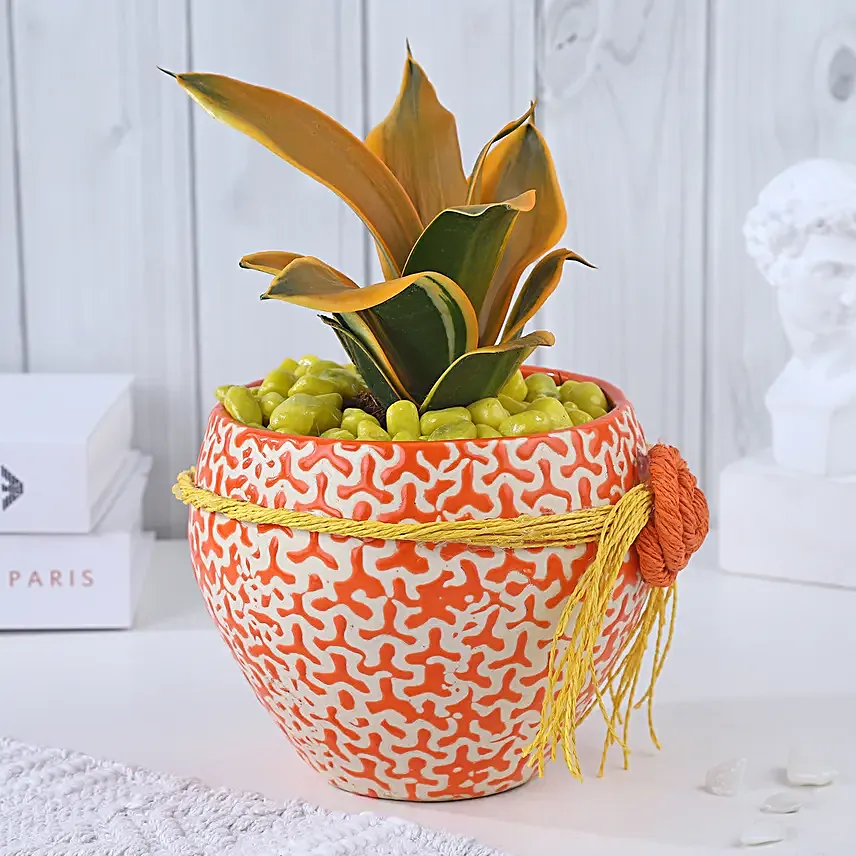 Sansevieria Sunshine Fusion Bloom