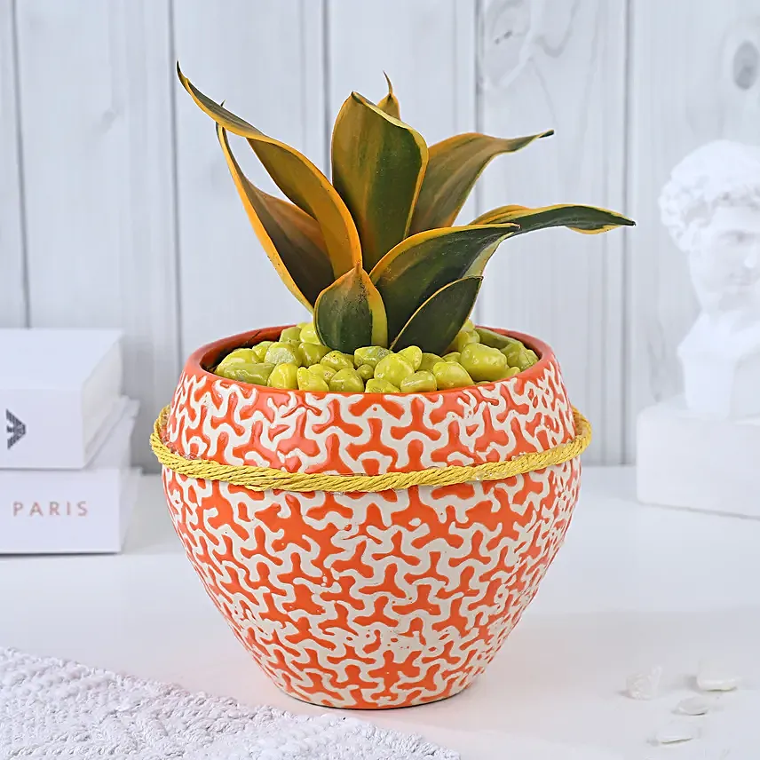 Sansevieria Sunshine Fusion Bloom
