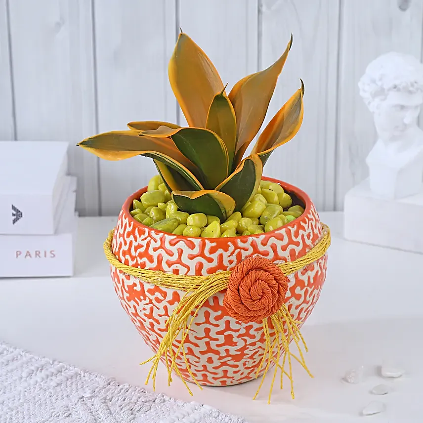 Sansevieria Sunshine Fusion Bloom