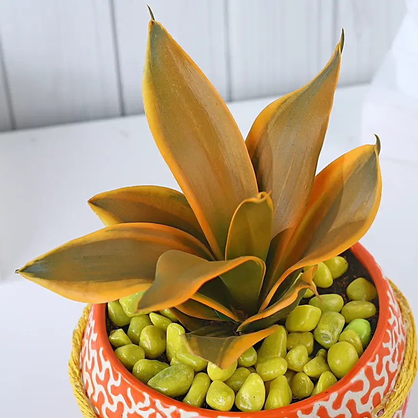 Sansevieria Sunshine Fusion Bloom