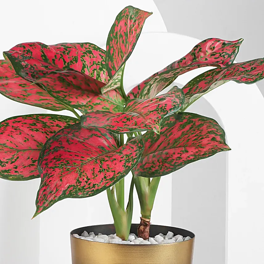 Scarlet Aglaonema Plant