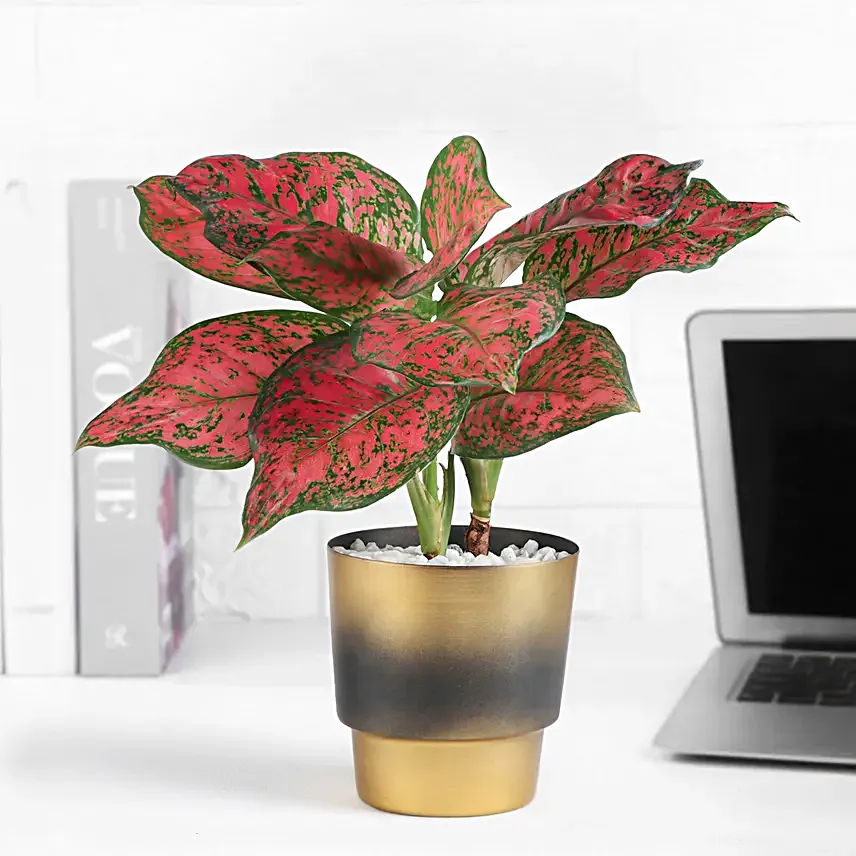 Scarlet Aglaonema Plant