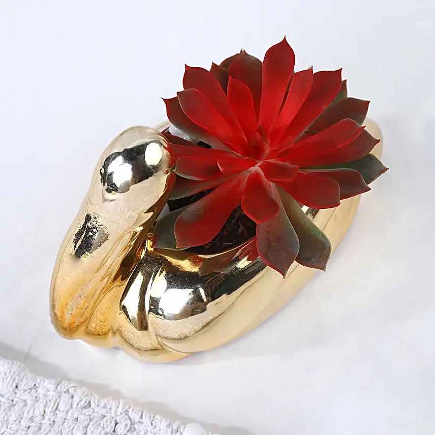 Scarlet Swan Echeveria Elegance