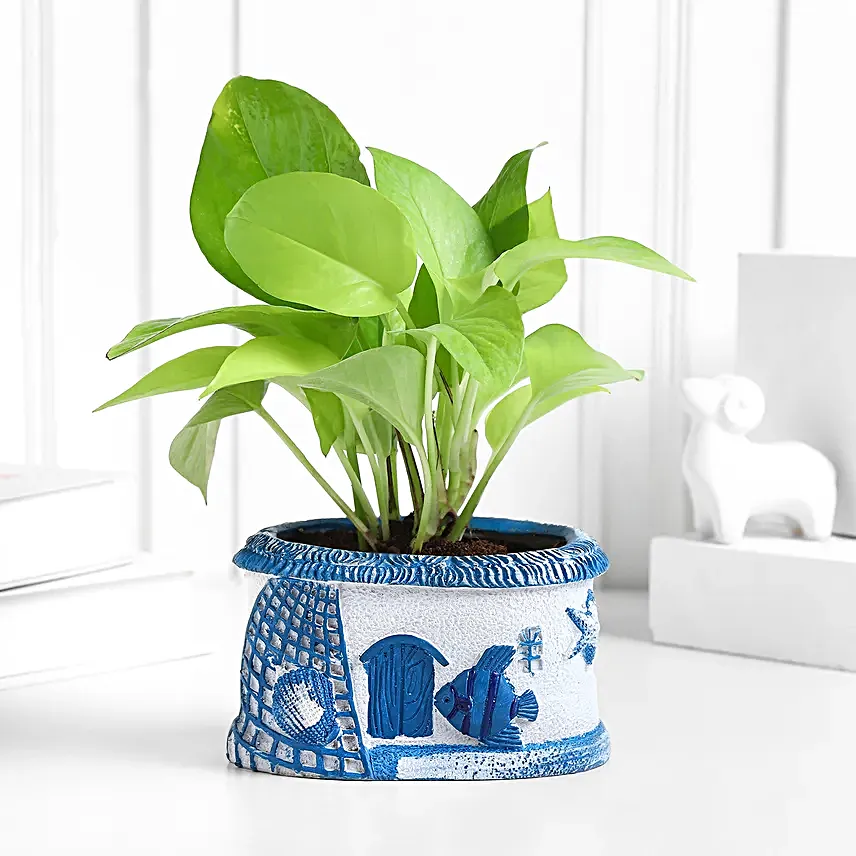 Sea Breeze Money Plant